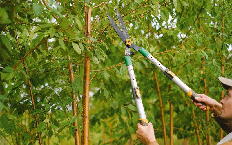 Tree trimming in La Place, LA